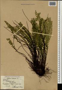 Костенец волосовидный L., Кавказ, Азербайджан (K6) (Азербайджан)