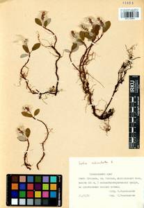 Ива сетчатая L., Сибирь, Центральная Сибирь (S3) (Россия)