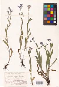 MHA 0 153 376, Myosotis alpestris subsp. suaveolens (Waldst. & Kit. ex Willd.) Strid, Восточная Европа, Восточный район (E10) (Россия)