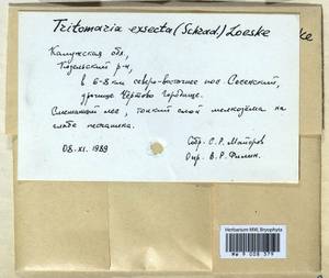 Blasia pusilla L., Гербарий мохообразных, Мхи - Центральное Нечерноземье (B6) (Россия)