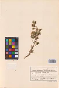 Ястребинка ядовитая Pall., Сибирь, Дальний Восток (S6) (Россия)