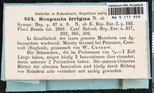 Scapania irrigua (Nees) Nees, Гербарий мохообразных, Мхи - Западная Европа (BEu) (Великобритания)