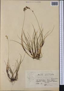 Anthoxanthum monticola (Bigelow) Veldkamp, Западная Европа (EUR) (Норвегия)