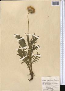 Jurinea asperifolia Iljin, Средняя Азия и Казахстан, Памир и Памиро-Алай (M2) (Таджикистан)