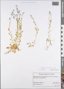 Истод горьковатый Crantz, Восточная Европа, Центральный лесной район (E5) (Россия)