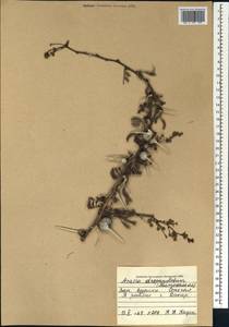 Vachellia drepanolobium (Y.Sjöstedt) P.J.H.Hurter, Африка (AFR) (Сенегал)