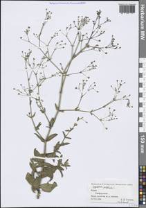 Качим пронзенный L., Крым (KRYM) (Россия)