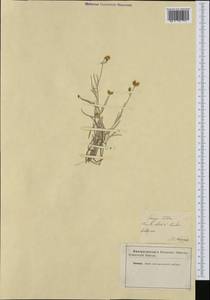 Phagnalon sordidum (L.) Rchb., Западная Европа (EUR) (Франция)