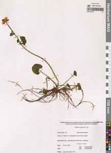 Калужница укореняющаяся (T.F.Forst.) Beck, Сибирь, Чукотка и Камчатка (S7) (Россия)