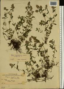 Тимьян блошиный, Чабрец блошиный L., Восточная Европа, Западно-Украинский район (E13) (Украина)