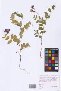 Lathyrus japonicus var. japonicus, Восточная Европа, Северный район (E1) (Россия)