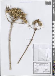 Прангос феруловидный (L.) Lindl., Зарубежная Азия (ASIA) (Турция)