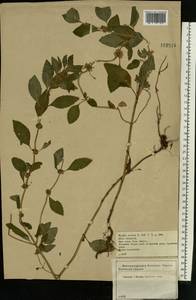 Мята полевая L., Восточная Европа, Центральный лесостепной район (E6) (Россия)