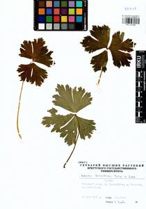 Anemonastrum baicalense (Turcz.) Mosyakin, Сибирь, Прибайкалье и Забайкалье (S4) (Россия)