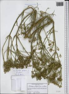 Cachrys pungens Jan ex Guss., Западная Европа (EUR) (Италия)