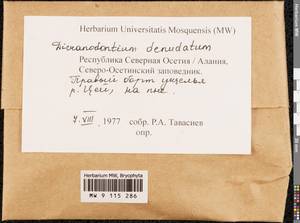 Dicranodontium denudatum (Brid.) E. Britton, Гербарий мохообразных, Мхи - Северный Кавказ и Предкавказье (B12) (Россия)