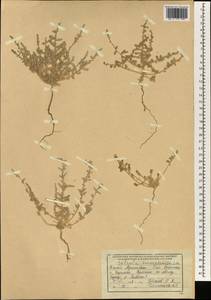 Caroxylon turkestanicum (Litv.) Akhani & Roalson, Зарубежная Азия (ASIA) (Афганистан)