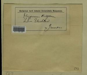 Eurhynchiastrum pulchellum (Hedw.) Ignatov & Huttunen, Гербарий мохообразных, Мхи - Прибалтика (B1) (Неизвестно)