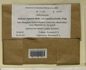 Andreaea rupestris var. papillosa (Lindb.) Podp., Гербарий мохообразных, Мхи - Красноярский край, Тыва и Хакасия (B17) (Россия)