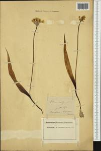 Allium moly L., Западная Европа (EUR) (Франция)