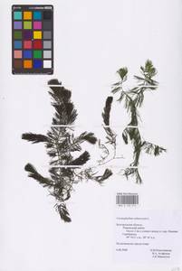 Роголистник светло-зеленый L., Восточная Европа, Центральный лесостепной район (E6) (Россия)