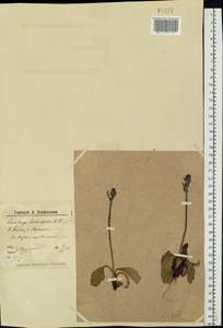 Micranthes hieraciifolia (Waldst. & Kit.) Haw., Восточная Европа, Северный район (E1) (Россия)