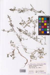 Лютик волосолистный, Шелковник волосолистный Chaix, Восточная Европа, Западно-Украинский район (E13) (Украина)