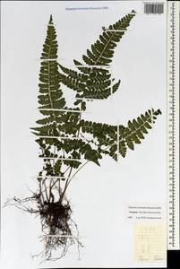 Polypodiopsida, Зарубежная Азия (ASIA) (Вьетнам)
