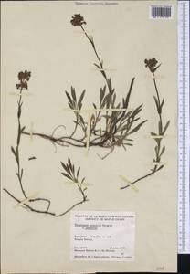 Penstemon procerus Dougl. ex Graham, Америка (AMER) (Канада)