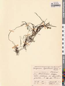 Ежеголовник северный  Laest. ex Beurl., Сибирь, Чукотка и Камчатка (S7) (Россия)