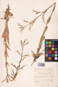 Смолевка клейкая (L.) Pers., Восточная Европа, Нижневолжский район (E9) (Россия)