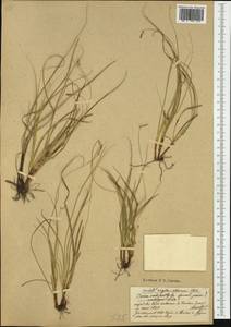 Carex oedipostyla Duval-Jouve, Западная Европа (EUR) (Франция)