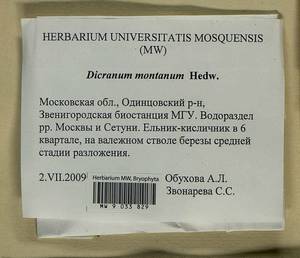 Orthodicranum montanum (Hedw.) Loeske, Гербарий мохообразных, Мхи - Москва и Московская область (B6a) (Россия)
