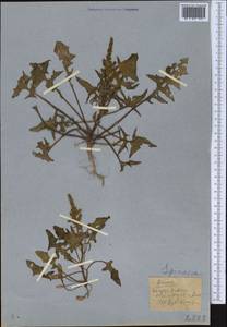 Spinacia oleracea subsp. turkestanica (Iljin) Del Guacchio & P. Caputo, Средняя Азия и Казахстан, Копетдаг, Бадхыз, Малый и Большой Балхан (M1) (Туркмения)