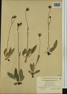 Hieracium cirritum Arv.-Touv., Западная Европа (EUR) (Италия)