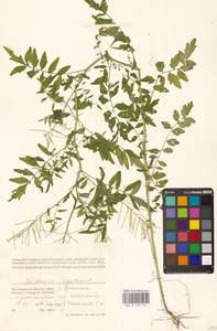 Сердечник недотрога L., Восточная Европа, Нижневолжский район (E9) (Россия)