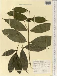 Chionanthus africanus (Knobl.) Stearn, Африка (AFR) (Эфиопия)