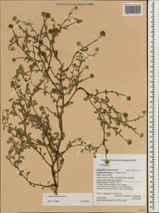 Anthemis tomentosa L., Зарубежная Азия (ASIA) (Кипр)