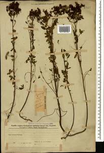 Зверобой продырявленный L., Кавказ, Азербайджан (K6) (Азербайджан)