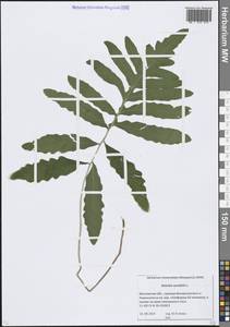 Оноклея чувствительная L., Восточная Европа, Московская область и Москва (E4a) (Россия)