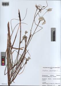 KUZ 002 113, Eriophorum angustifolium subsp. angustifolium, Сибирь, Алтай и Саяны (S2) (Россия)