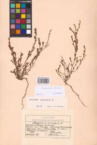 Спорыш простертый, Спорыш обыкновенный Boreau, Восточная Европа, Западно-Украинский район (E13) (Украина)