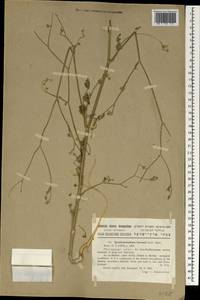 Synelcosciadium carmeli (Labill.) Boiss., Зарубежная Азия (ASIA) (Израиль)