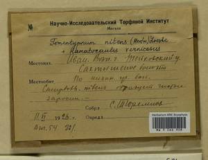 Hamatocaulis vernicosus (Mitt.) Hedenäs, Гербарий мохообразных, Мхи - Центральное Нечерноземье (B6) (Россия)