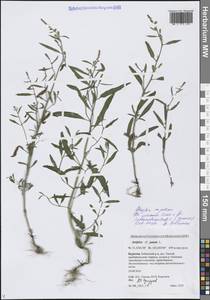 Лебеда раскидистая L., Сибирь, Прибайкалье и Забайкалье (S4) (Россия)