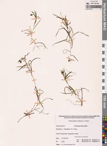 Рдест сибирский A.Benn., Сибирь, Чукотка и Камчатка (S7) (Россия)