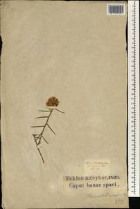Hoplophyllum spinosum DC., Африка (AFR) (ЮАР)