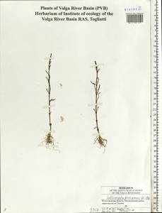 Солерос солончаковый Willd., Восточная Европа, Нижневолжский район (E9) (Россия)