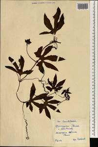 Cucurbitaceae, Африка (AFR) (Гвинея)