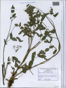 Поручейник сахарный L., Средняя Азия и Казахстан, Западный Тянь-Шань и Каратау (M3) (Таджикистан)